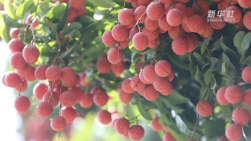 荔枝树下热烈岛,热烈岛上的温馨时光